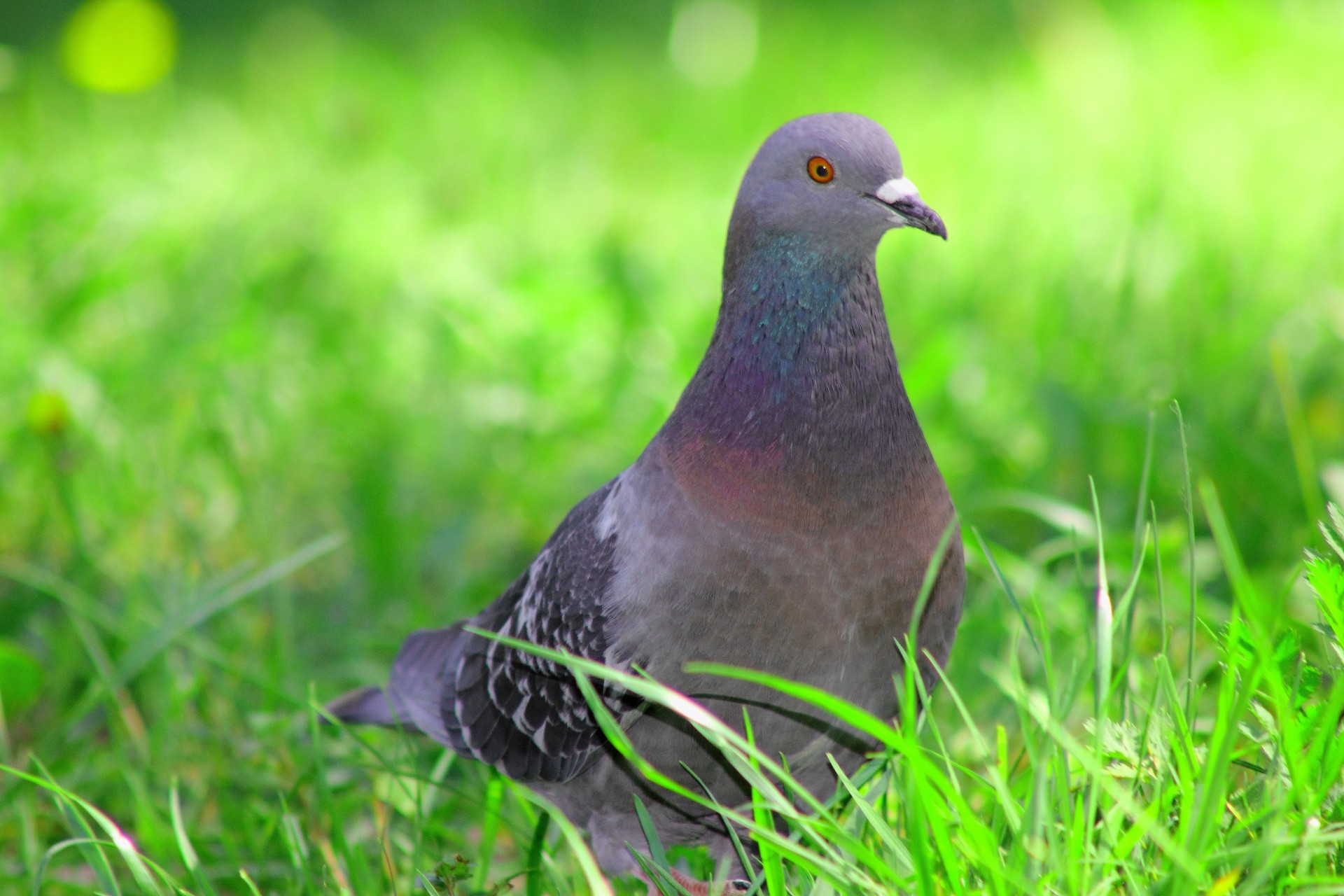 oiseaux pigeon herbe