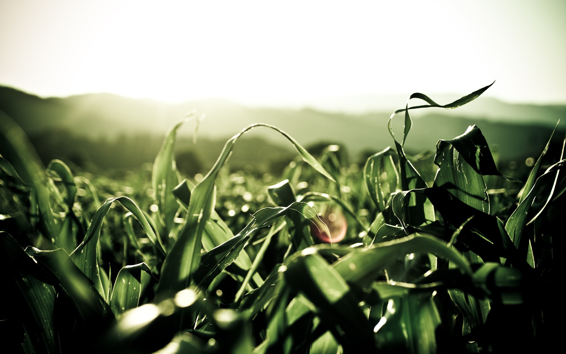 plants leaves green