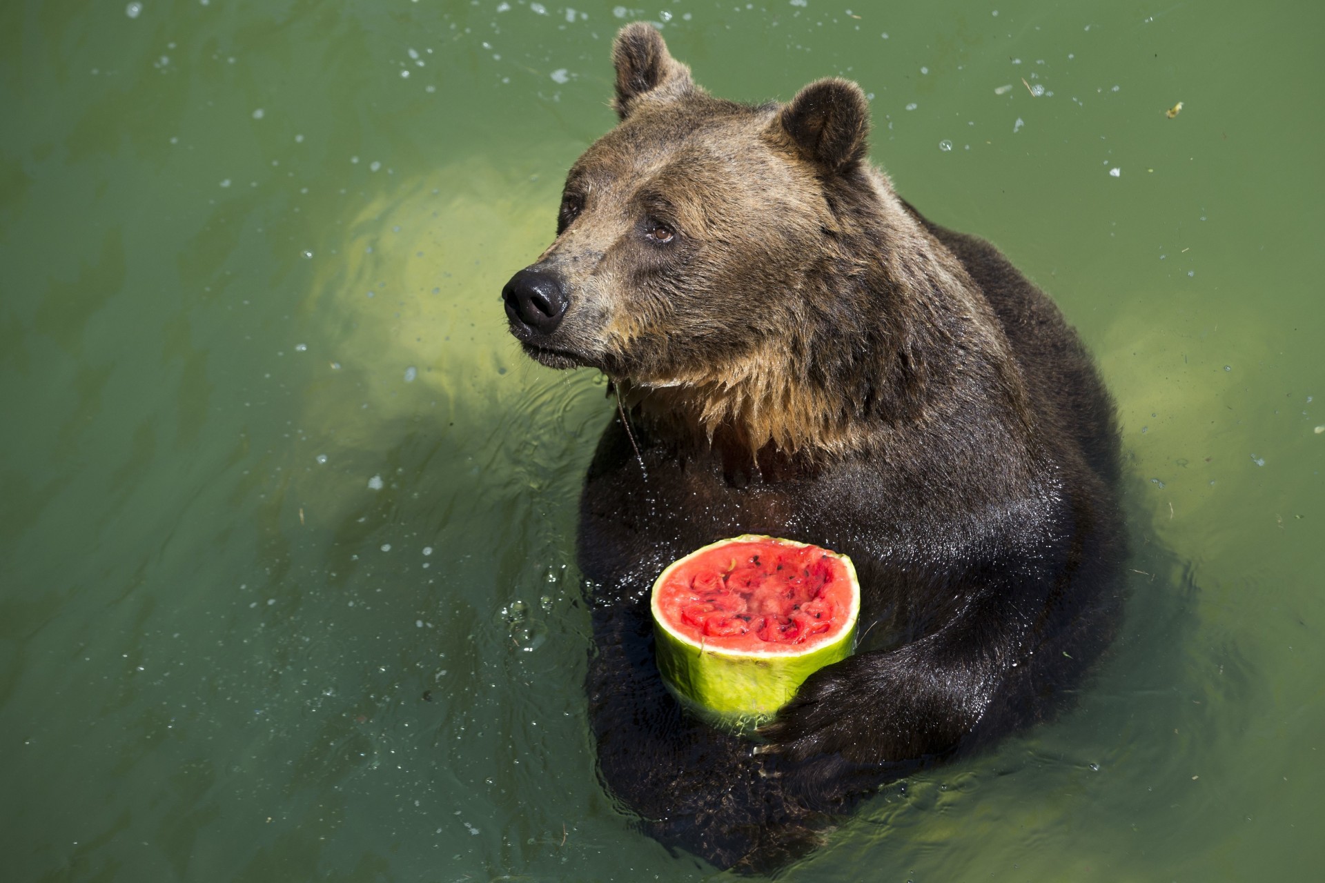 bär tier wassermelone raubtier wasser