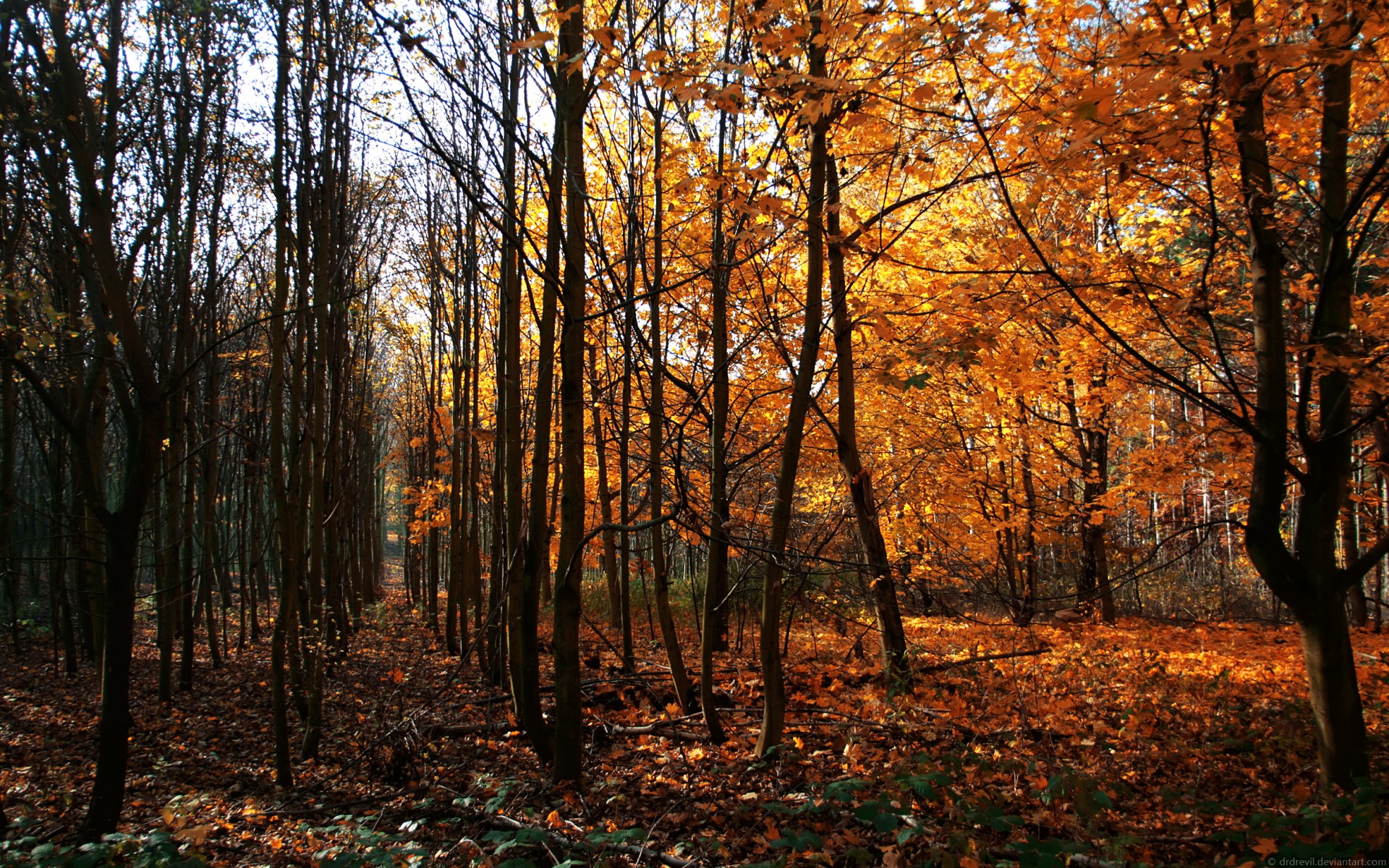 way of wood autumn tree germany