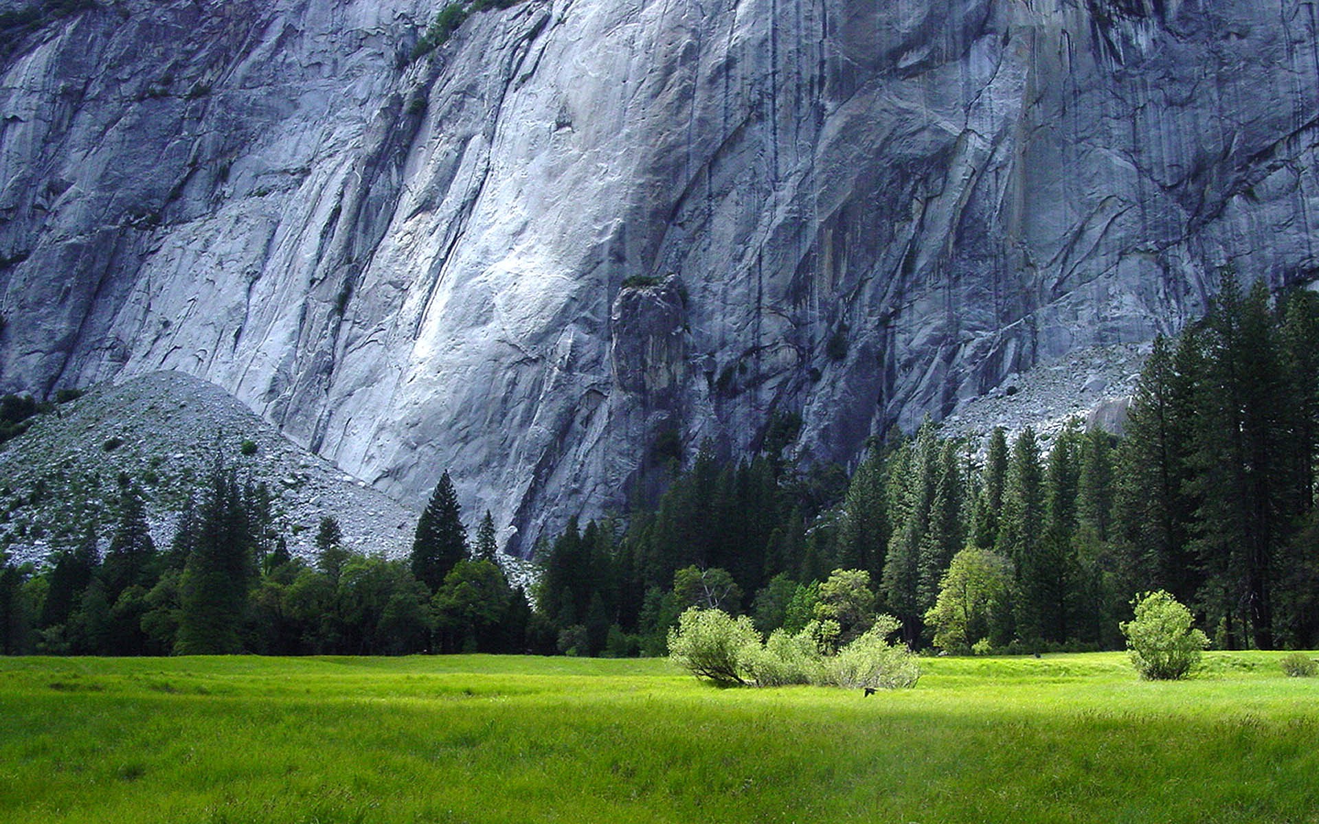 granitowe skały trawy las yosemite