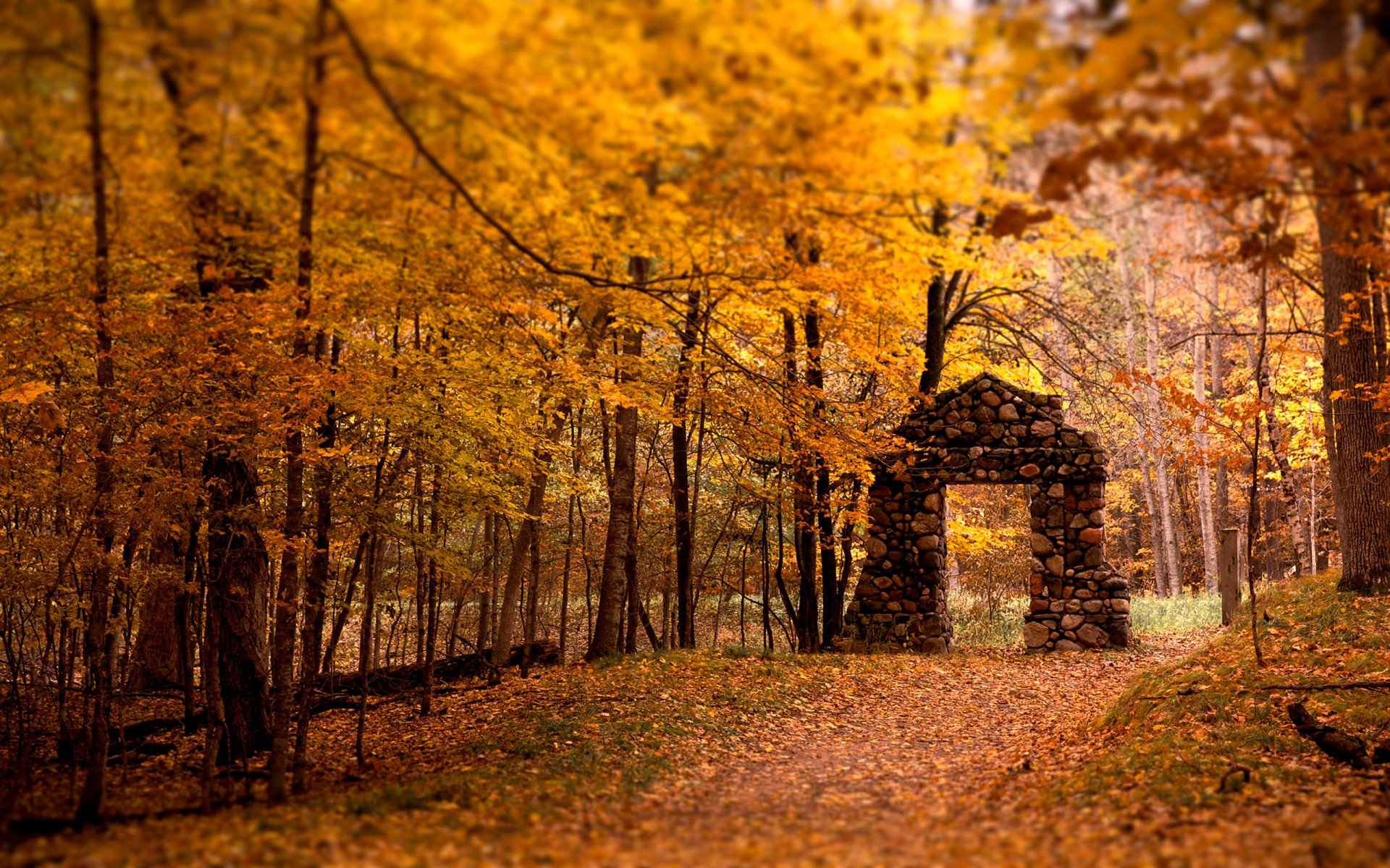 forêt feuilles arbres automne arche