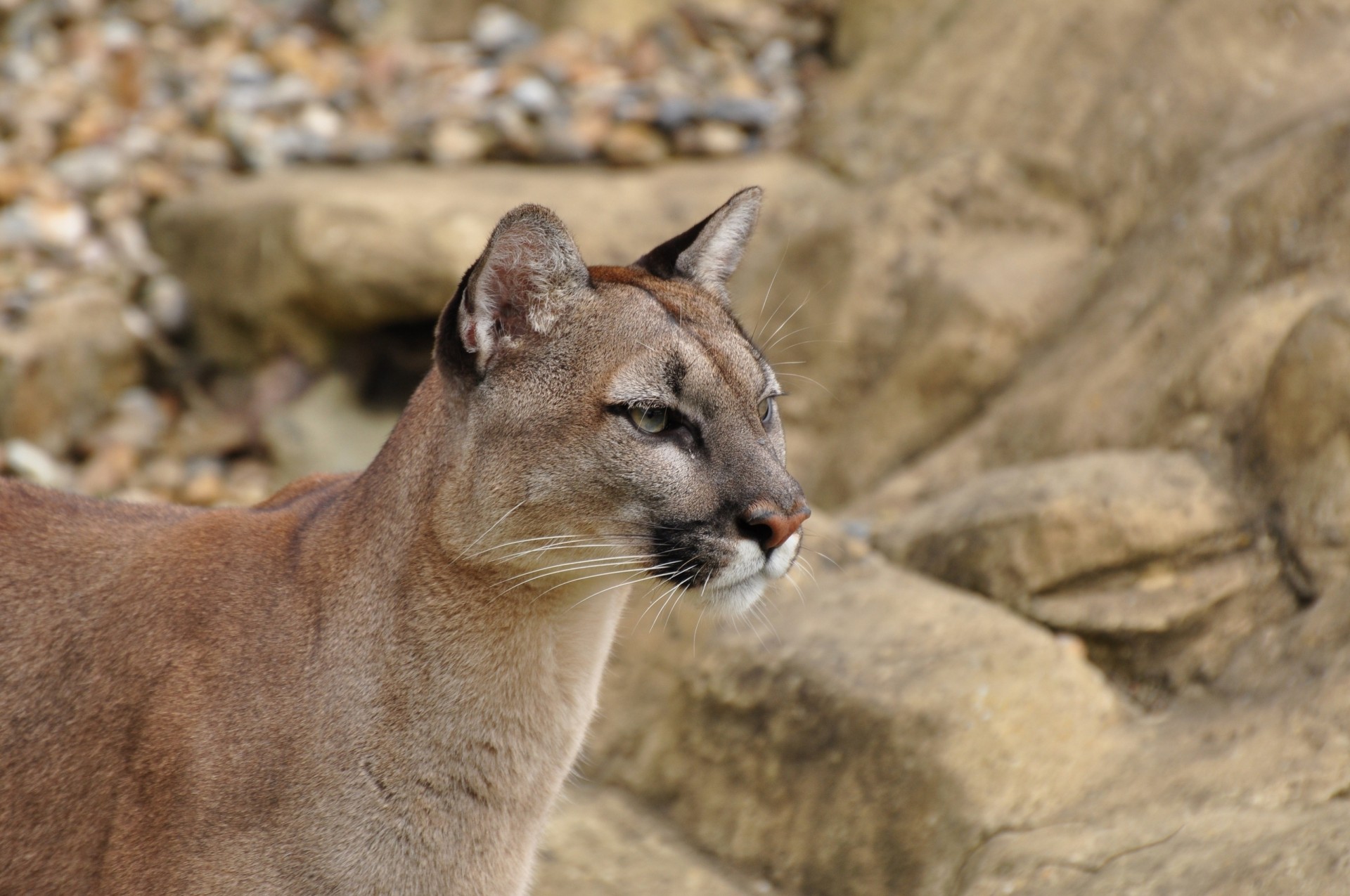 wild cat puma mountain lion