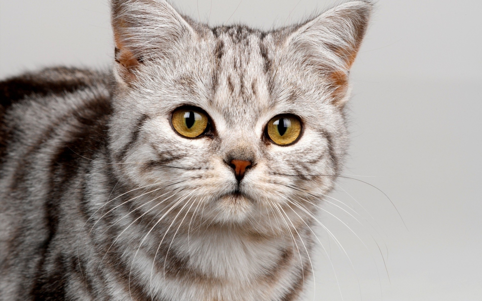 gato rayas lindo mirada dientes