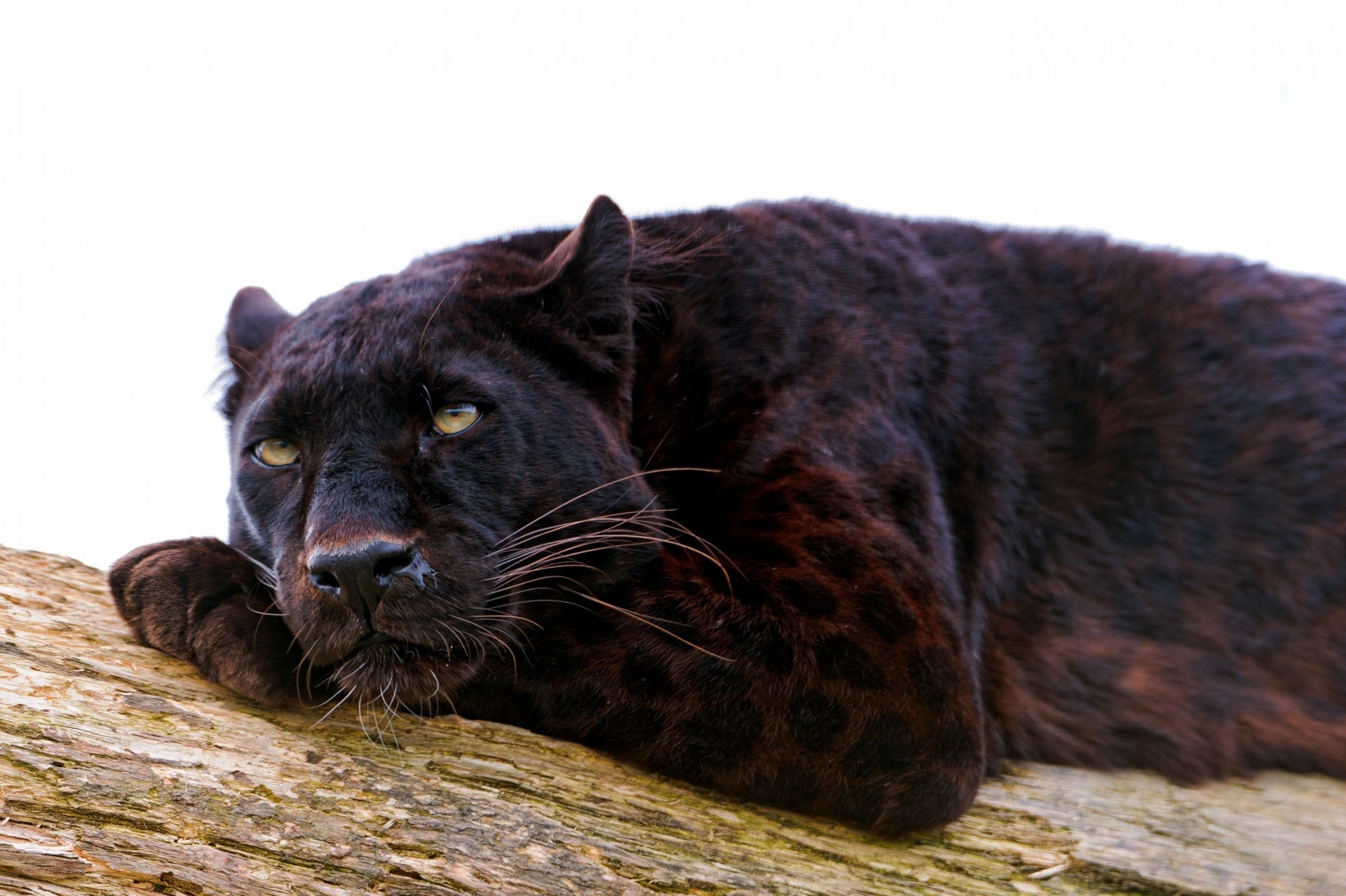 panther raubtier große katze