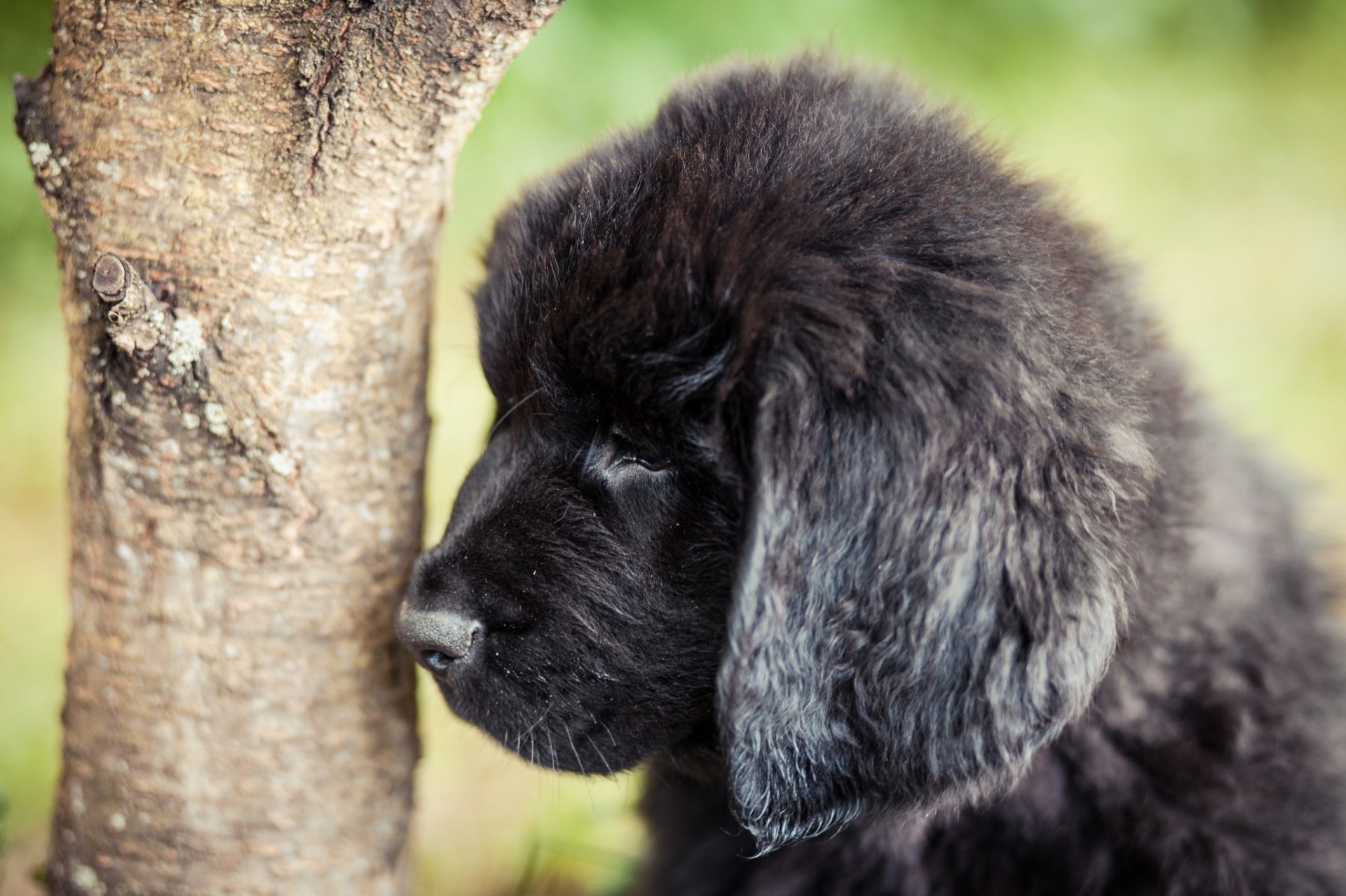 perro cachorro terranova árbol