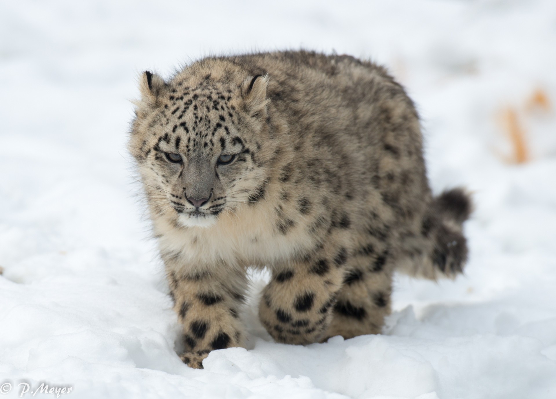 jungtier tier schnee wildkatze leopard