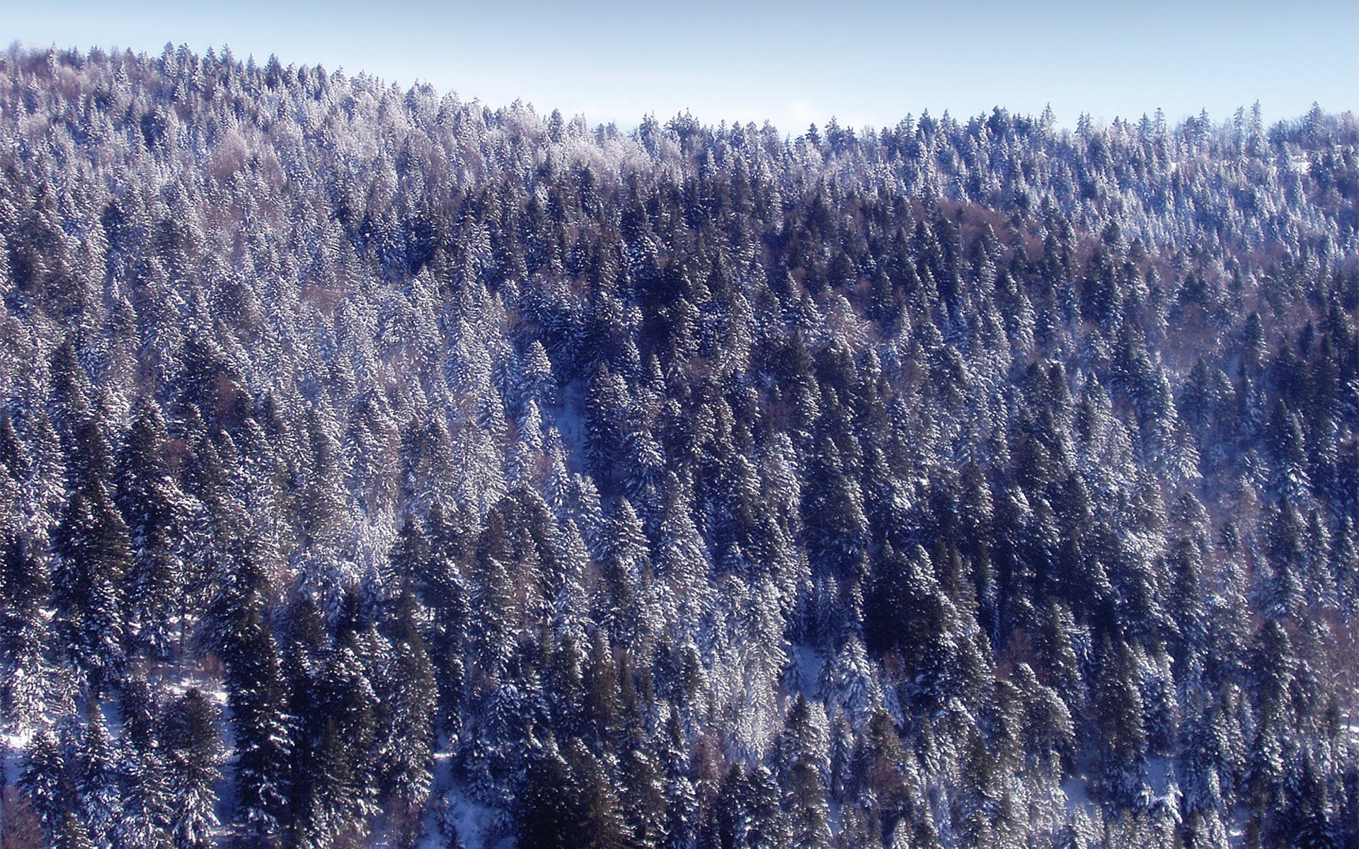 nouvel an forêt neige hiver