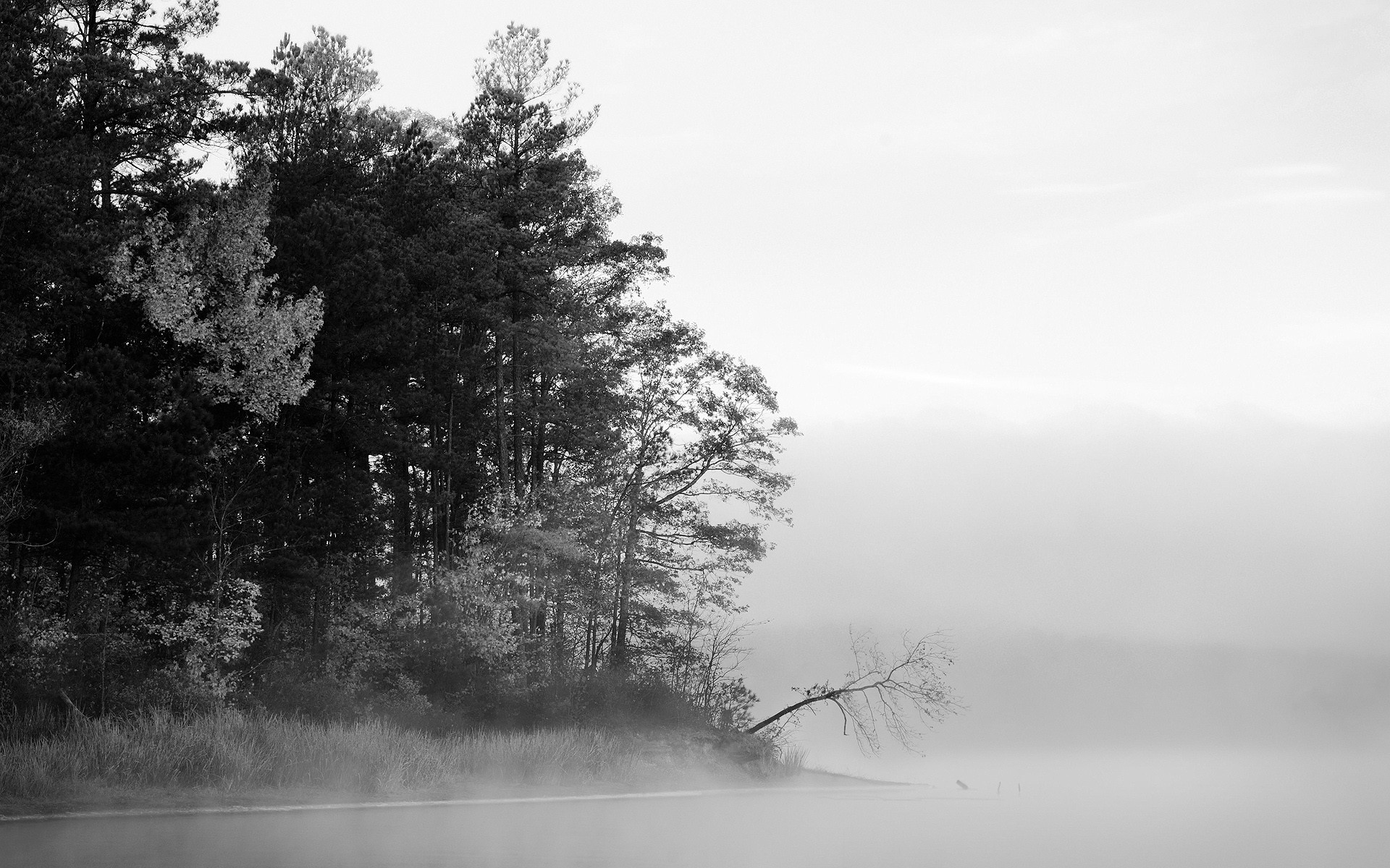 schwarz und weiß nebel wald see bäume wasser