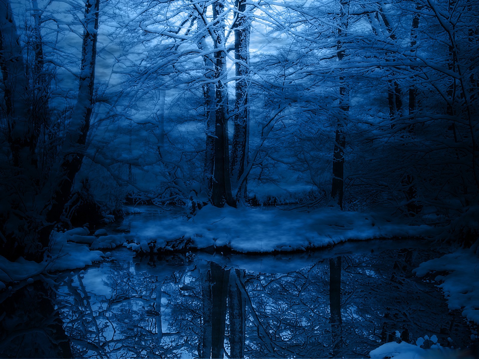 winter tree snow blue frost cool