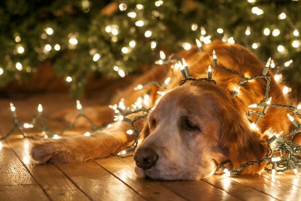 Trauriger Hund verstrickt sich in Silvestergtrlande