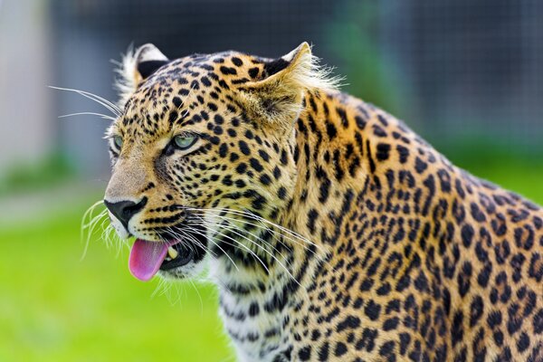 Animal leopard shows tongue