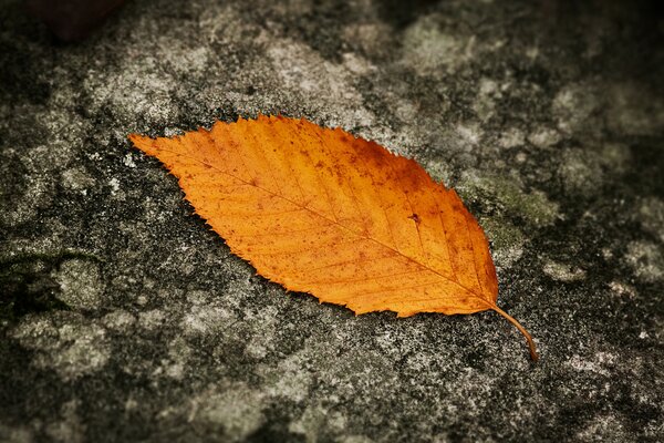 Foglia arancione in autunno sul terreno