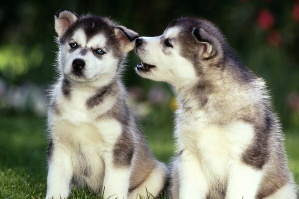 Dos cachorros sentados en la hierba