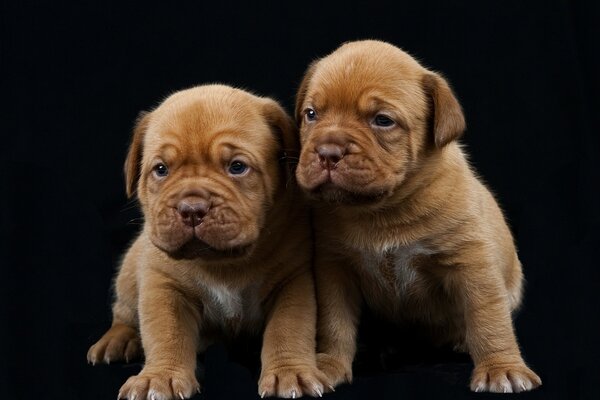 Chiots de race Bordeaux dogue sur fond noir