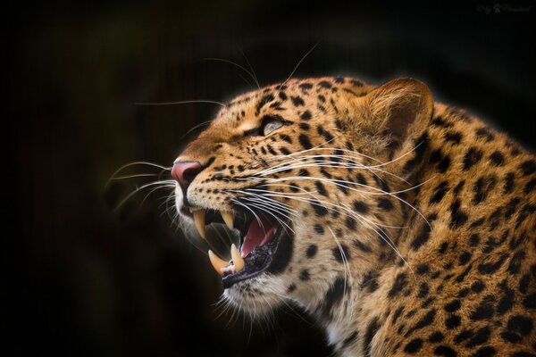 Leopardo feroce con zanne su sfondo nero