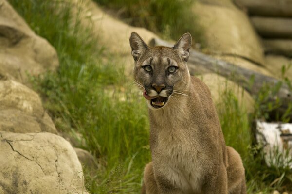 Puma ist Schönheit, Anmut, Geschwindigkeit und Kraft