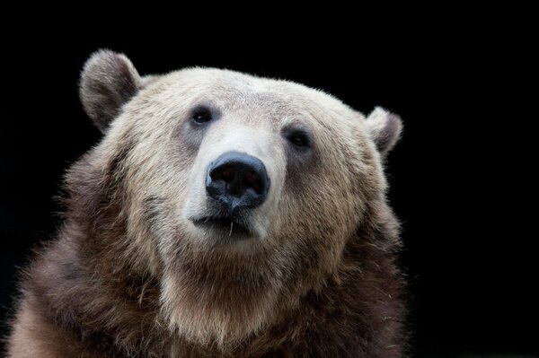 Der Braunbär hat sich etwas überlegt