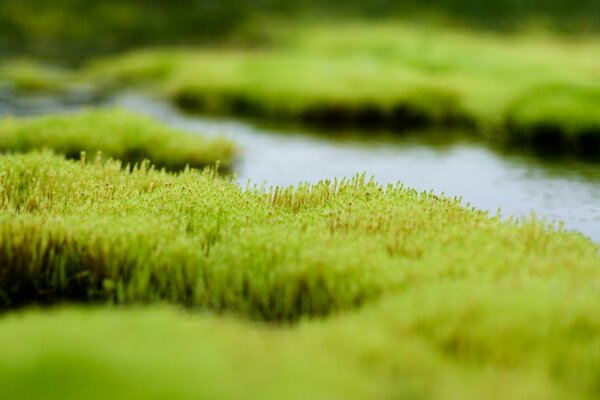 L eau verte et marécageuse est visible