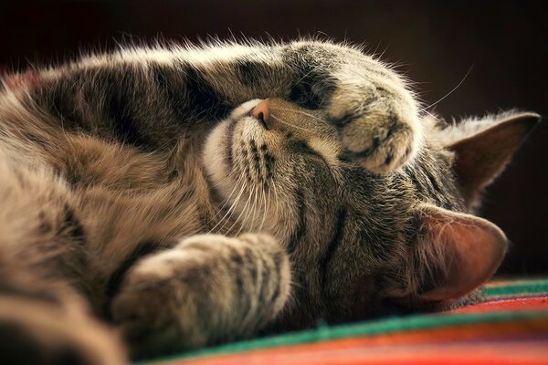 Piccolo gattino addormentato chiuso con una zampa