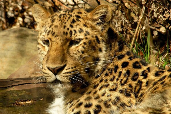 Ein gesprenkelter Leopard kam in eine Wasserpfeife