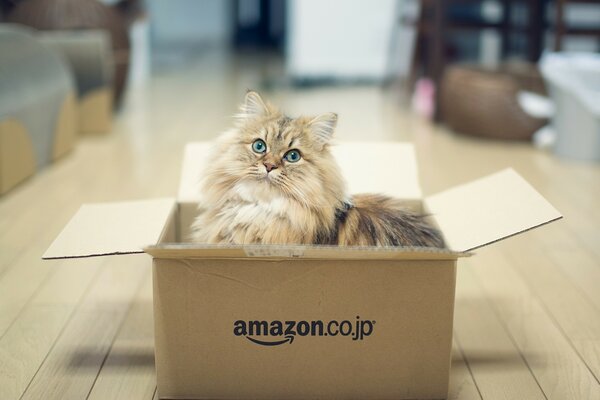 Gatto a pelo lungo in Amazon Box