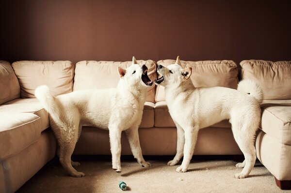 Two white akitas on the background of a light sofa