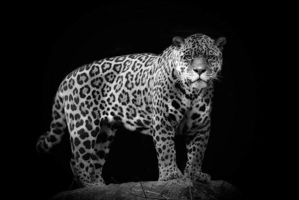 Wild cat in a dark background