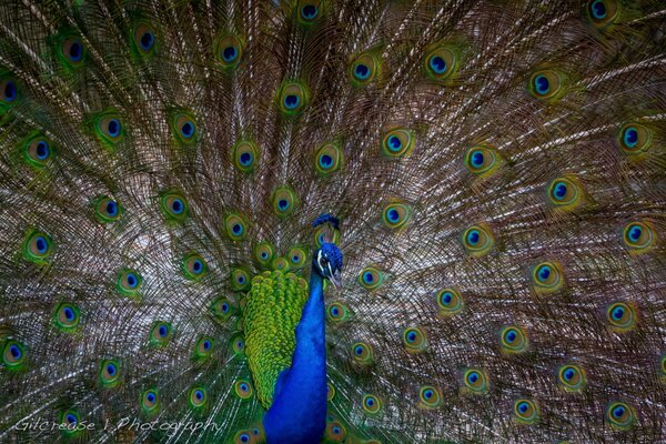 The handsome peacock has spread his tail