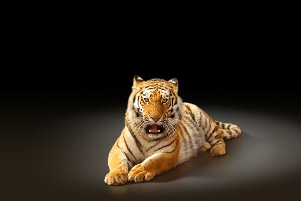 The Amur tiger bared its fangs