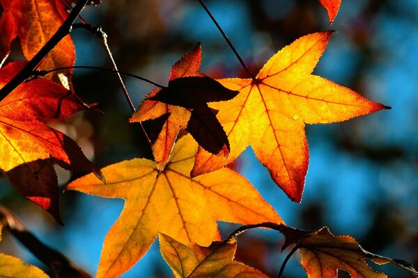 Hoja de arce amarillo a finales de otoño