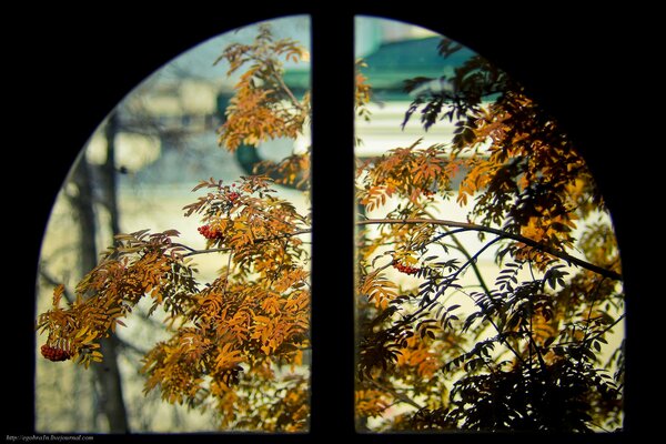 Orange rowan leaves looking out the window