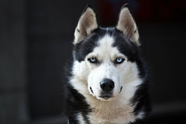 Blauäugiger husky sieht süß in die kamera