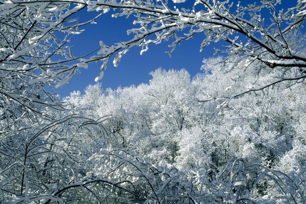 Foresta invernale contro il cielo