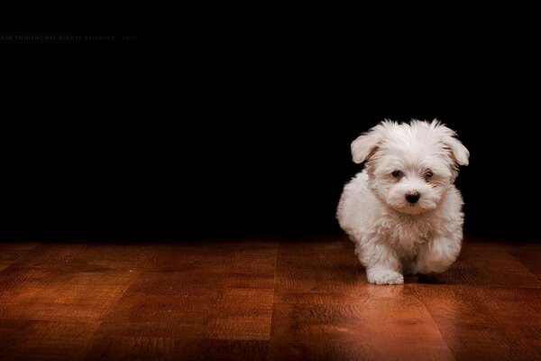 A white puppy runs towards