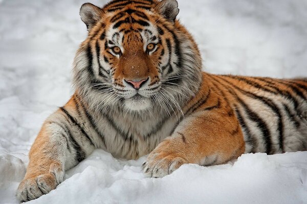 The handsome lion is lying on the snow with interest