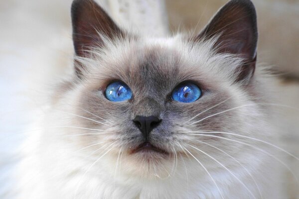 Die Augen der Katze sind ein Spiegelbild seines Charakters