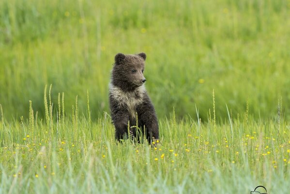 Teddybär, der auf der Wiese spazieren geht