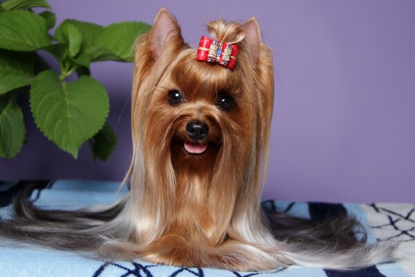 Yorkshire Terrier avec un arc mignon