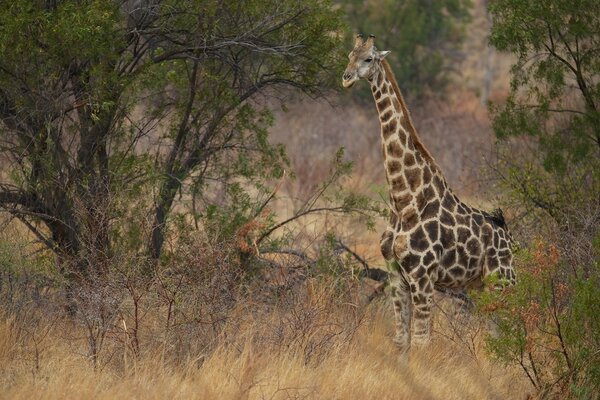 Giraffe in the wild