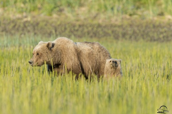 Oso y oso caminan en el Prado