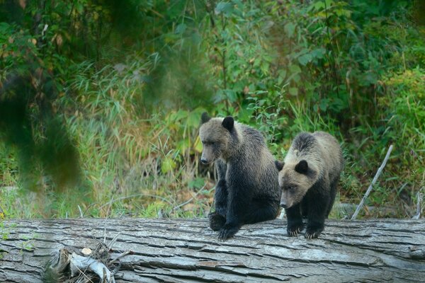 Grizzly bears jump over a log in the woods