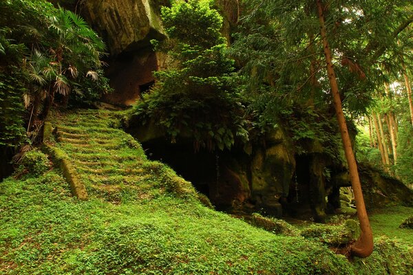 Maison au pied d un arbre dans la forêt