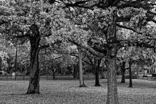 The foliage of trees in black and white