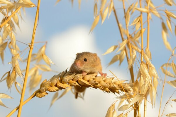 A little mouse is sitting on an ear