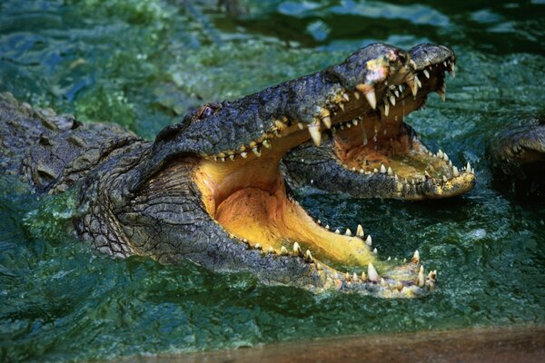 Crocodile teeth are like a stone in strength