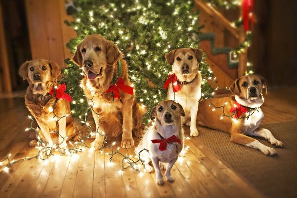 Elegante Hunde im Urlaub mit einem Weihnachtsbaum