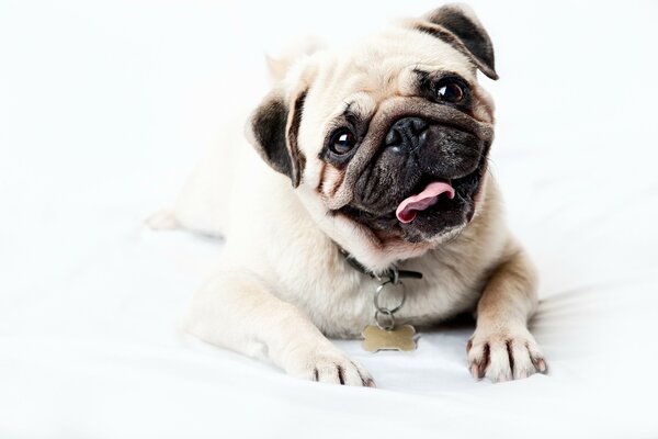 Cachorro Pug se acuesta con una mirada linda