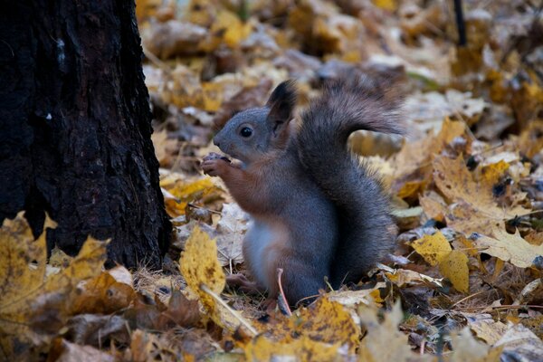 Eichhörnchen im Park, das eine Nuss serviert