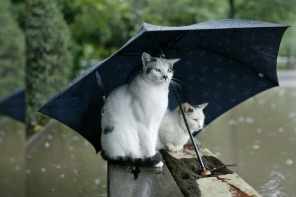 Cats under an umbrella in rainy weather